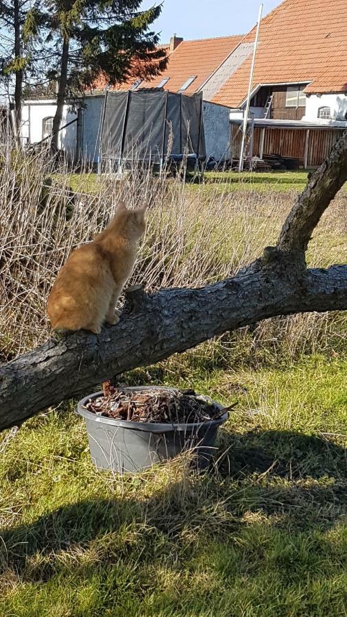 Fewo Am Saalerbodden Bartelshagen  Екстериор снимка